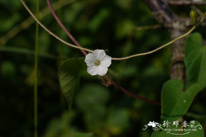 毛牵牛Ipomoea biflora 毛牵牛Ipomoea biflora