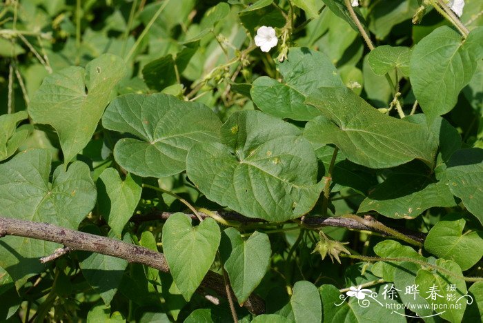 毛牵牛Ipomoea biflora 毛牵牛Ipomoea biflora