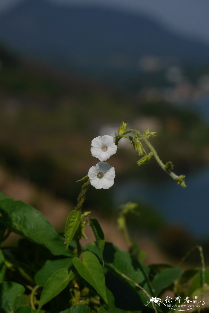 毛牵牛Ipomoea biflora 毛牵牛Ipomoea biflora