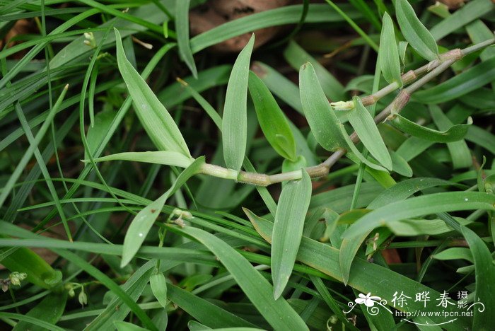 大苞水竹叶Murdannia bracteata