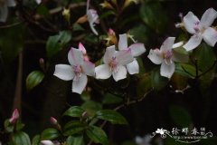 棱果花Barthea barthei