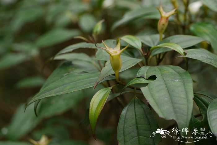 棱果花Barthea barthei 棱果花Barthea barthei