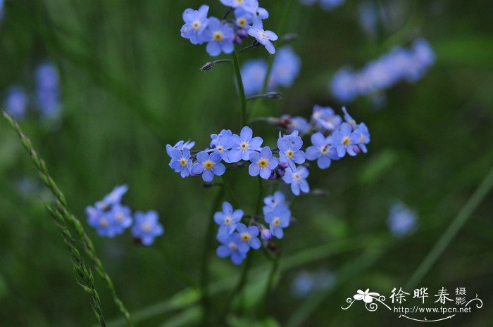 勿忘草Myosotis sylvatica