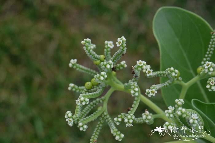 银毛树Tournefortia argentea 银毛树Tournefortia argentea