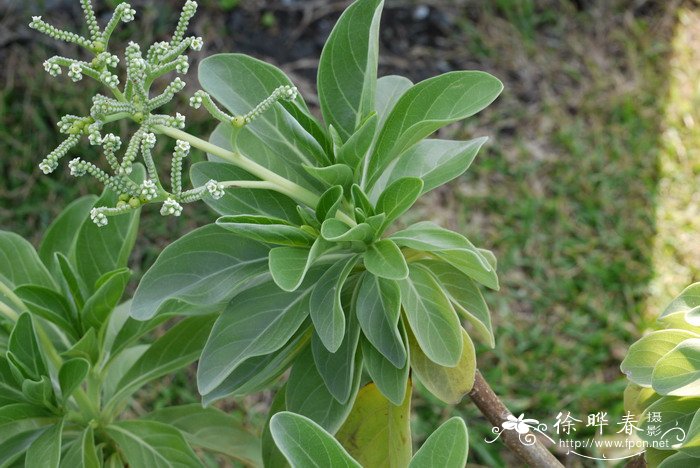 银毛树Tournefortia argentea 银毛树Tournefortia argentea