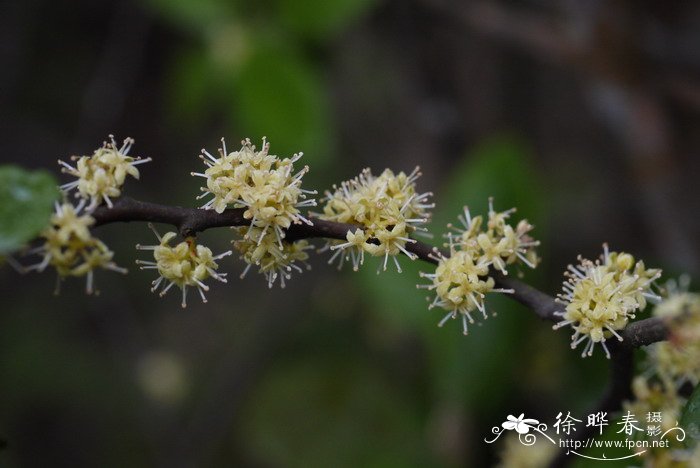 酸藤子Embelia laeta 酸藤子Embelia laeta