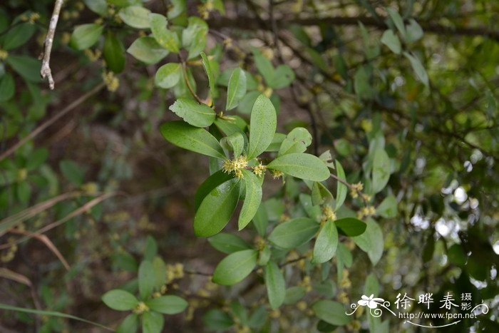 酸藤子Embelia laeta 酸藤子Embelia laeta