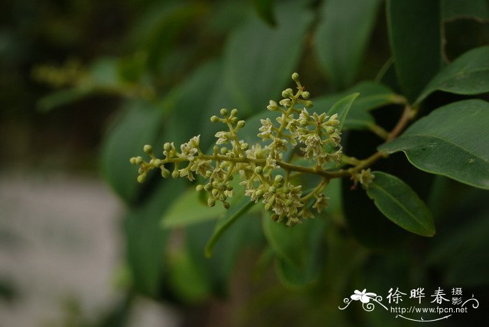 白花酸藤果Embelia ribes