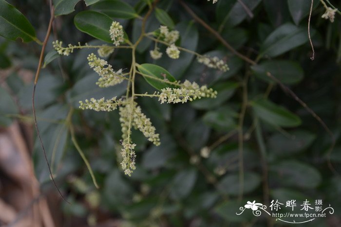 白花酸藤果Embelia ribes