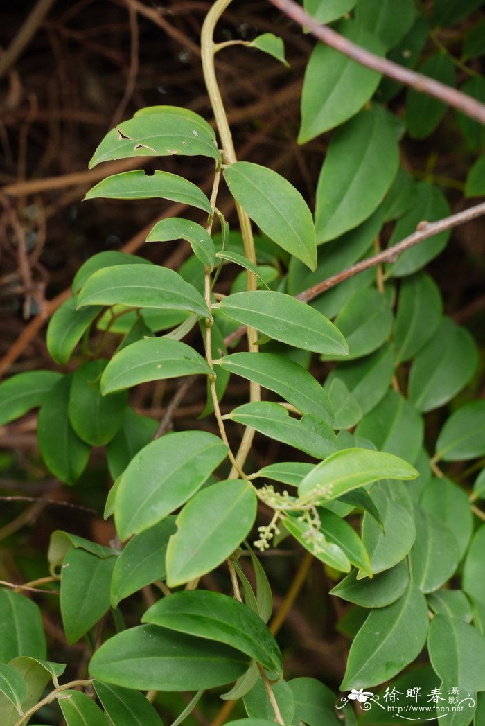 白花酸藤果Embelia ribes