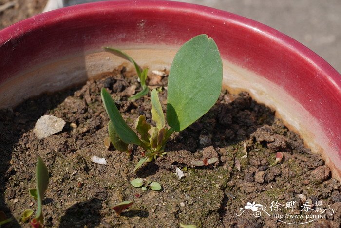 鸡毛菜酢浆草Oxalis monophylla ‘Dysseldorp’