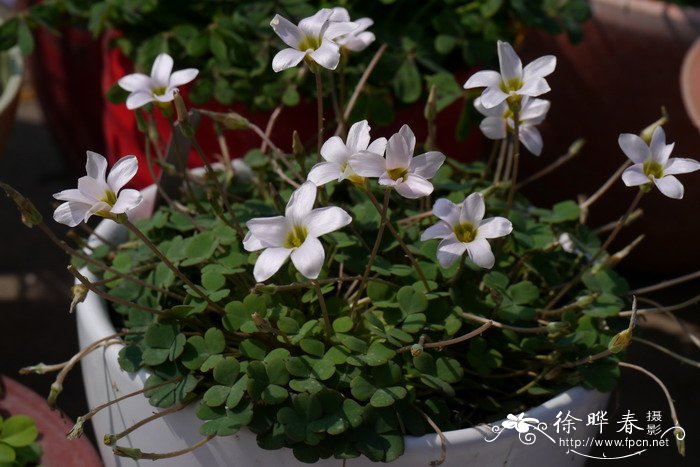 波科基酢浆草Oxalis pocockiae 波科基酢浆草Oxalis pocockiae
