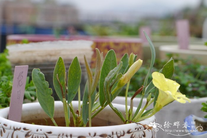 兔耳酢浆草Oxalis fabaefolia 兔耳酢浆草Oxalis fabaefolia