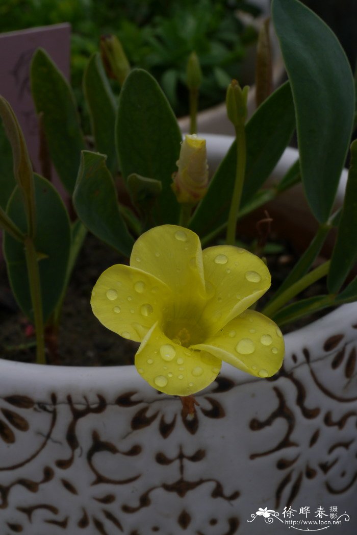 兔耳酢浆草Oxalis fabaefolia 兔耳酢浆草Oxalis fabaefolia