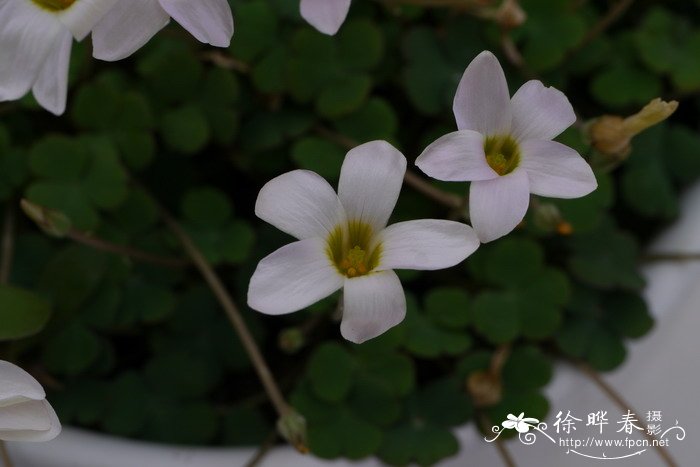 波科基酢浆草Oxalis pocockiae 波科基酢浆草Oxalis pocockiae