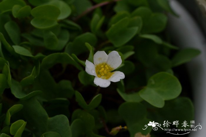 一片心酢浆草 Oxalis simplex 一片心酢浆草 Oxalis simplex