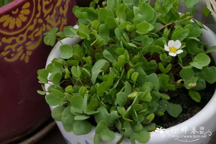 一片心酢浆草 Oxalis simplex 一片心酢浆草 Oxalis simplex