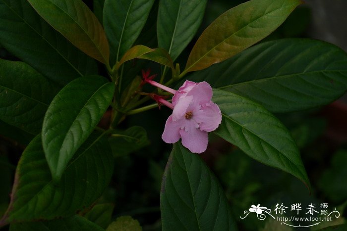 滇丁香Luculia pinceana 滇丁香Luculia pinceana