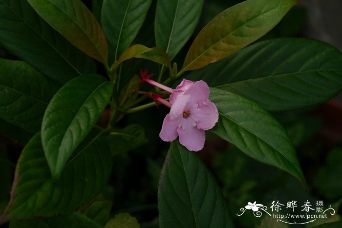 滇丁香Luculia pinceana