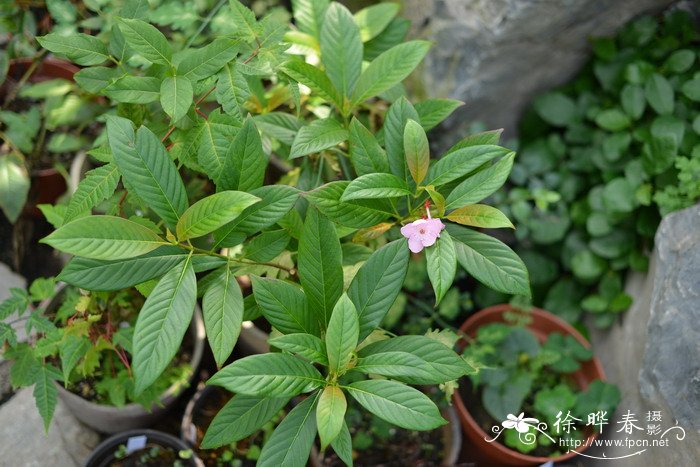 滇丁香Luculia pinceana