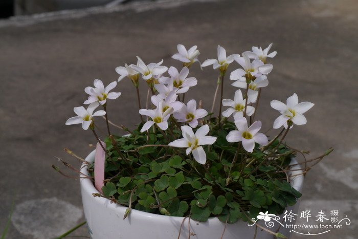 波科基酢浆草Oxalis pocockiae 波科基酢浆草Oxalis pocockiae