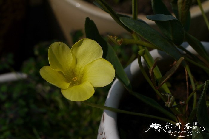 兔耳酢浆草Oxalis fabaefolia