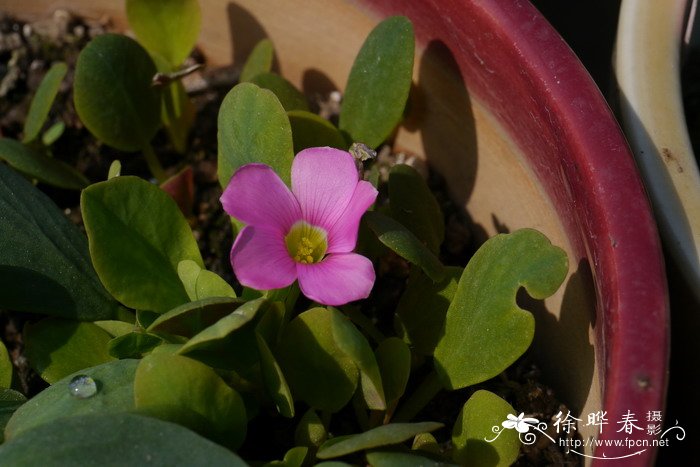 鸡毛菜酢浆草Oxalis monophylla ‘Dysseldorp’ 鸡毛菜酢浆草Oxalis monophylla ‘Dysseldorp’