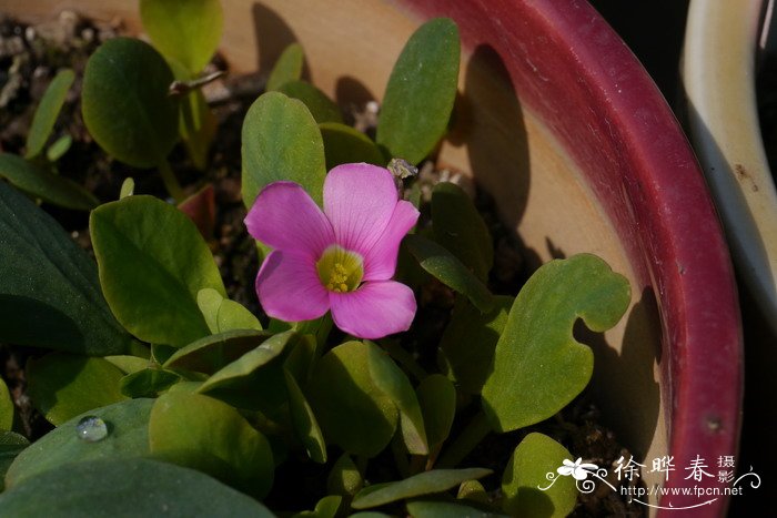 鸡毛菜酢浆草Oxalis monophylla ‘Dysseldorp’