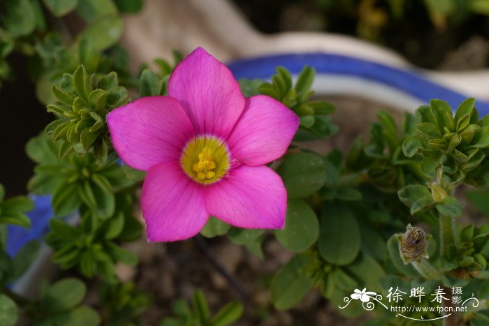 长发酢浆草 Oxalis hirta 长发酢浆草 Oxalis hirta