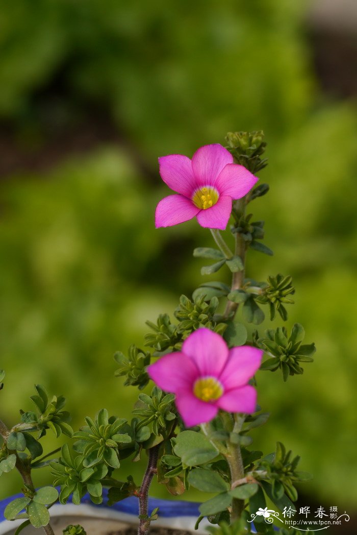 长发酢浆草 Oxalis hirta 长发酢浆草 Oxalis hirta