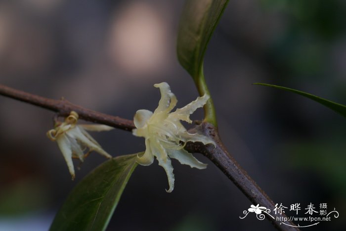 山蜡梅Chimonanthus nitens 山蜡梅Chimonanthus nitens