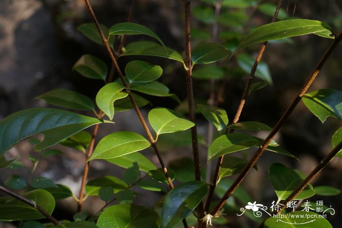 山蜡梅Chimonanthus nitens 山蜡梅Chimonanthus nitens