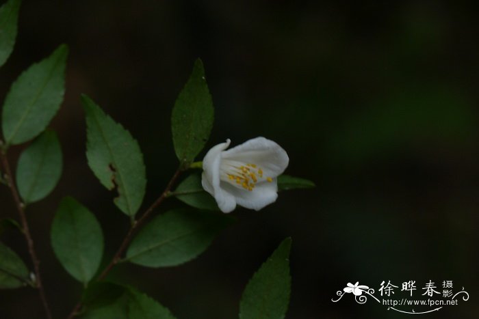 毛花连蕊茶Camellia fraterna 毛花连蕊茶Camellia fraterna
