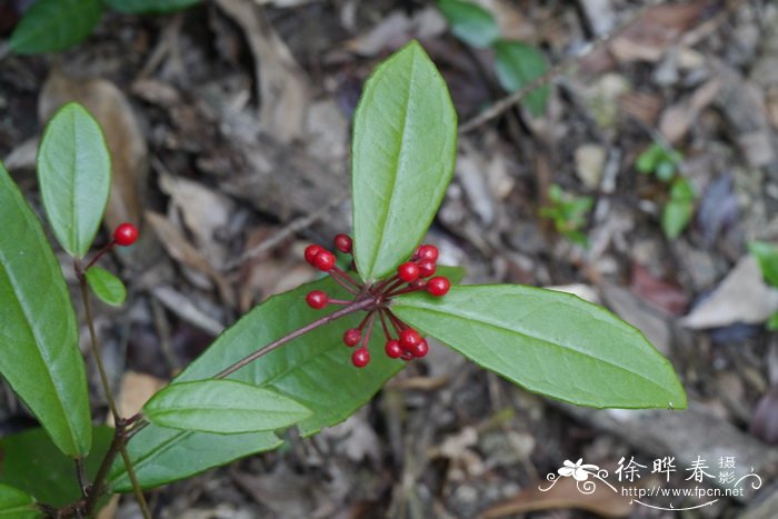 百两金Ardisia crispa 百两金Ardisia crispa