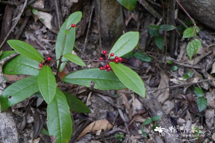 百两金Ardisia crispa 百两金Ardisia crispa