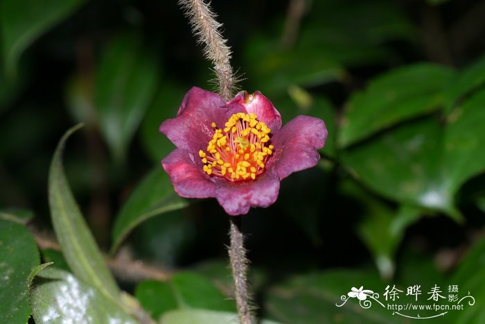 东南山茶Camellia edithae