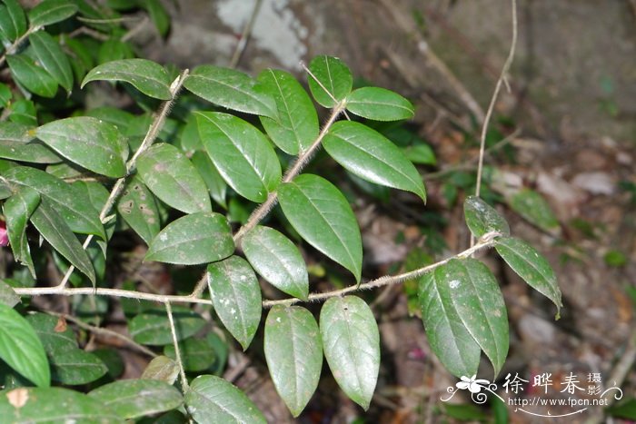 东南山茶Camellia edithae