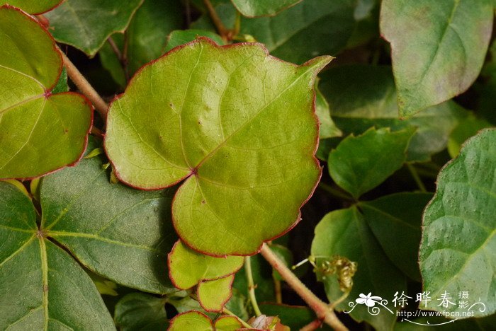 异叶地锦Parthenocissus dalzielii 异叶地锦Parthenocissus dalzielii