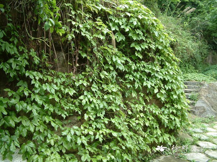异叶地锦Parthenocissus dalzielii 异叶地锦Parthenocissus dalzielii