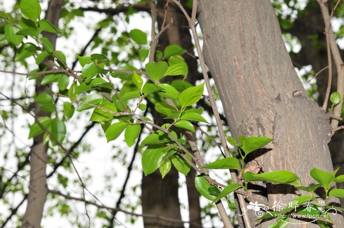 铜钱树Paliurus hemsleyanus 铜钱树Paliurus hemsleyanus