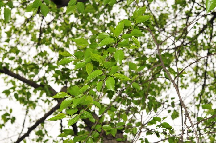 铜钱树Paliurus hemsleyanus 铜钱树Paliurus hemsleyanus