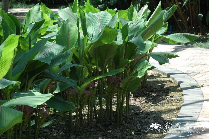 郁金Curcuma aromatica 郁金Curcuma aromatica