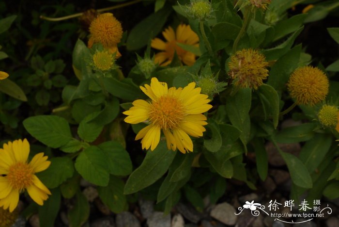 梅莎黄宿根天人菊Gaillardia aristata 'Mesa' 梅莎黄宿根天人菊Gaillardia aristata 'Mesa'