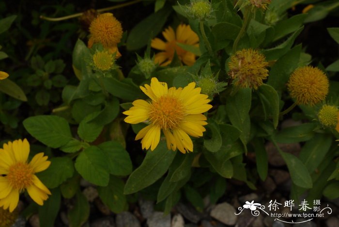 梅莎黄宿根天人菊Gaillardia aristata 'Mesa'