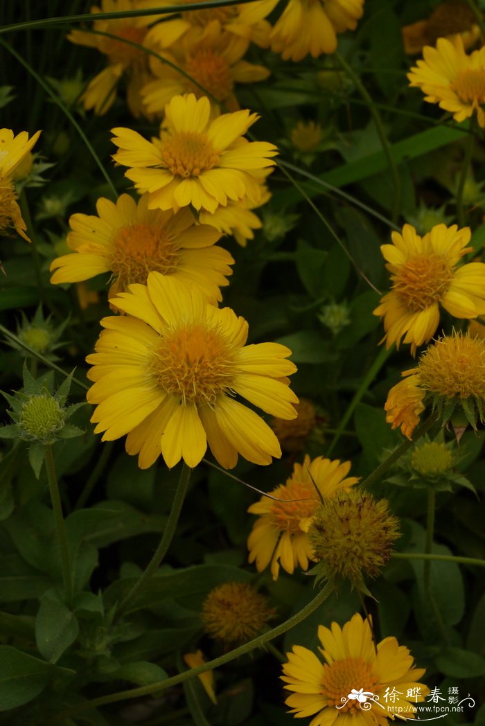 梅莎黄宿根天人菊Gaillardia aristata 'Mesa'