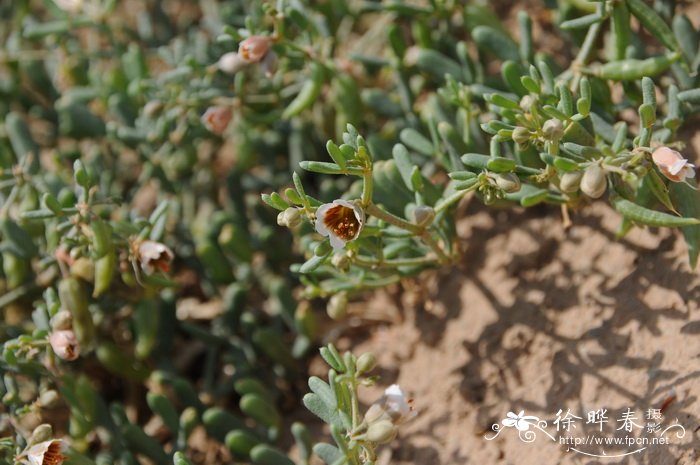 蝎虎驼蹄瓣Zygophyllum mucronatum