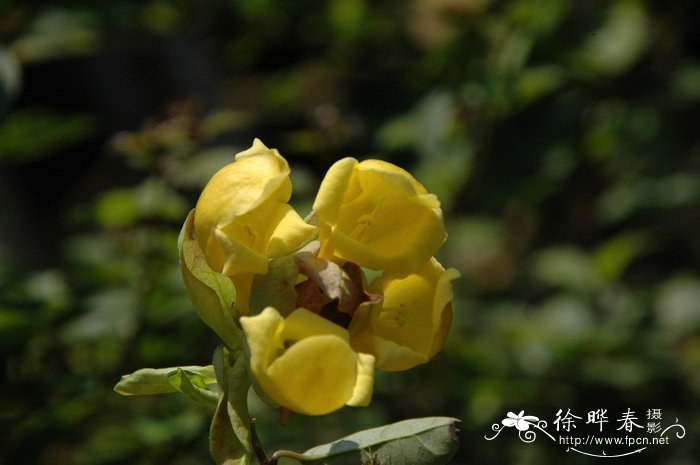 菲律宾石梓Gmelina philippensis 菲律宾石梓Gmelina philippensis
