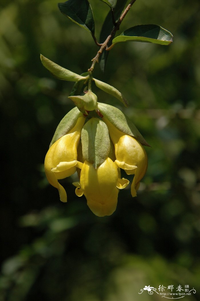 菲律宾石梓Gmelina philippensis 菲律宾石梓Gmelina philippensis