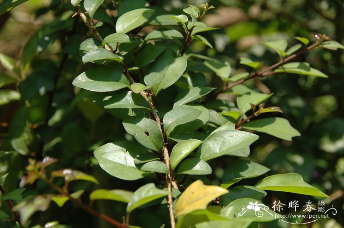 菲律宾石梓Gmelina philippensis 菲律宾石梓Gmelina philippensis