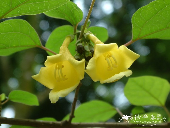 亚洲石梓Gmelina asiatica 亚洲石梓Gmelina asiatica